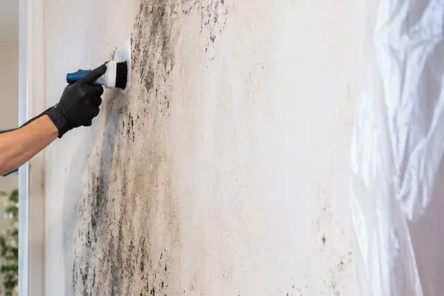Brushing mold from a wall Mold-stained wall being scrubbed with a brush by a gloved technician